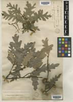 Quercus cerris L. var. pseudocerris (Boiss.) Boiss. [family FAGACEAE]