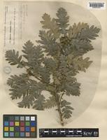Quercus petraea (Matt.) Liebl. [family FAGACEAE]