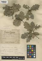 Quercus pubescens Willd. [family FAGACEAE]