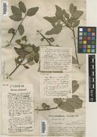 Quercus suber L. [family FAGACEAE]
