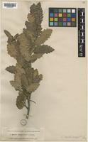 Quercus carpinea Kotschy ex A.DC. [family FAGACEAE]