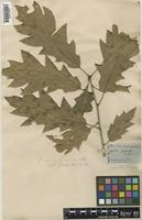 Quercus imbricaria Michx. [family FAGACEAE]