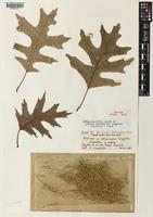Holotype of Quercus columnaris Laughlin [family FAGACEAE]