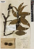 Lithocarpus hendersonianus A.Camus [family FAGACEAE]