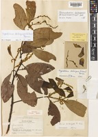 Trigonobalanus doichangensis (A.Camus) Forman [family FAGACEAE]