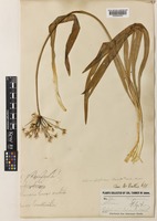 Allium gilgiticum F.T.Wang & Tang [family ALLIACEAE]