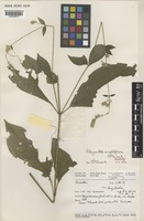 Holotype of Achyranthes ancistrophora C.C.Towns. [family AMARANTHACEAE]