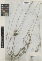 Froelichia gracilis Moq. [family AMARANTHACEAE]
