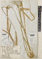 Oryza rufipogon Griff. [family POACEAE]