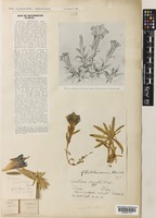 Gentiana veitchiorum Hemsl. [family GENTIANACEAE]