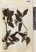 Holotype of Holarrhena pubescens Wall. ex G.Don [family APOCYNACEAE]