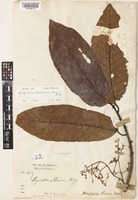 Endocomia macrocoma (Miq.) W.J.de Wilde subsp. prainii (King) W.J.de Wilde [family MYRISTICACEAE]