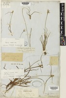 Kyllinga odorata Vahl subsp. cylindrica (Nees ex Wight) T.Koyama [family CYPERACEAE]