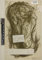 Isolepis producta (C.B.Clarke) K.L.Wilson [family CYPERACEAE]