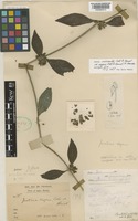 Holotype of Justicia neurantha Collett & Hemsl. var. vagans (Collett & Hemsl.) B. Hansen [family ACANTHACEAE]