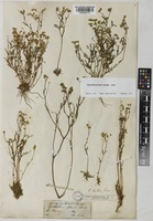 Cyathocline lutea Law ex Wight [family COMPOSITAE]