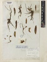 Smithsonia viridiflora (Dalzell) C.J.Saldanha [family ORCHIDACEAE]