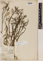 Artemisia campestris L. [family COMPOSITAE]