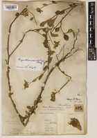 Chrysanthemum vestitum (Hemsl.) Stapf [family COMPOSITAE]