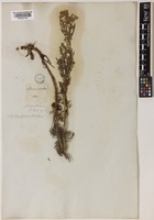 Artemisia macrantha Ledeb. [family COMPOSITAE]