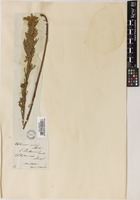 Artemisia sericea Weber ex Stechm. [family COMPOSITAE]