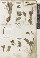 Secamone alpini Schult. [family APOCYNACEAE]