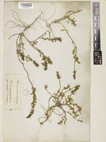 Beta macrocarpa Guss. [family AMARANTHACEAE]