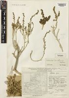 Isotype of Salsola junatovii Botsch. [family AMARANTHACEAE]