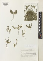 Isotype of Suaeda tschujensis Lomon. & Freitag [family AMARANTHACEAE]