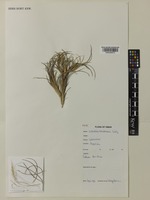 Isotype of Stipagrostis masirahensis H.Scholz [family POACEAE]