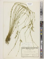 Isotype of Juncus usitatus L.A.S.Johnson [family JUNCACEAE]
