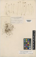 Isotype of Juncus megaspermus F.J.Herm. [family JUNCACEAE]