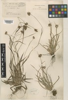 Luzula capitata (Miq. ex Franch. & Sav.) Kom. [family JUNCACEAE]