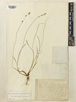 Carex laeviculmis Meinsh. [family CYPERACEAE]