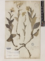 Anaphalis triplinervis Sims ex C.B.Clarke [family COMPOSITAE]