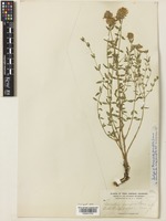 Isotype of Monardella parvifolia Greene [family LAMIACEAE]