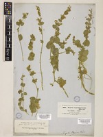 Nepeta septemcrenata Ehrenb. [family LAMIACEAE]