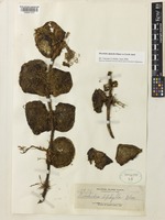 Dischidia diphylla Elmer ex Livsh. [family ASCLEPIADACEAE]