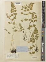 Dennstaedtia wilfordii (T.Moore) Christ [family DENNSTAEDTIACEAE]