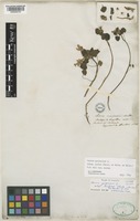 Isotype of Lamium garganicum L. subsp. reniforme (Montbret & Aucher ex Benth.) R.R.Mill [family LAMIACEAE]