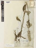 Type of Stachys cassia (Boiss.) Boiss. [family LAMIACEAE]