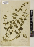 Leucas angularis Benth. [family LAMIACEAE]