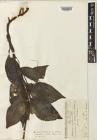 Goodyera rubicunda (Blume) Lindl. [family ORCHIDACEAE]