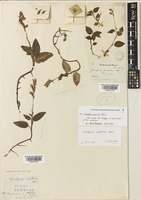 Goodyera similis Blume [family ORCHIDACEAE]