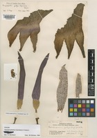 Amorphophallus impressus Ittenb. [family ARACEAE]