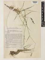 Hordeum brevisubulatum (Trin.) Link subsp. turkestanicum (Nevski) Tzvelev [family POACEAE]