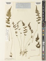 Type of Athyrium cystopteroides D.C.Eaton [family WOODSIACEAE]
