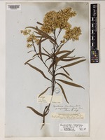 Rhopalocera Exotica, being Illustrations of New, Rare, and