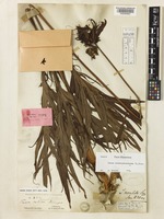 Syntype of Tacca maculata Seem. [family DIOSCOREACEAE]