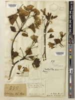 Vernicia fordii (Hemsl.) Airy Shaw [family EUPHORBIACEAE]